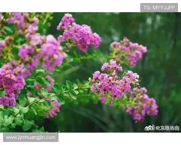 民族团结之花盛开 北京喜迎民族健身操全国赛(3) 民族团结之花盛开 北京喜迎民族健身操全国赛(3)